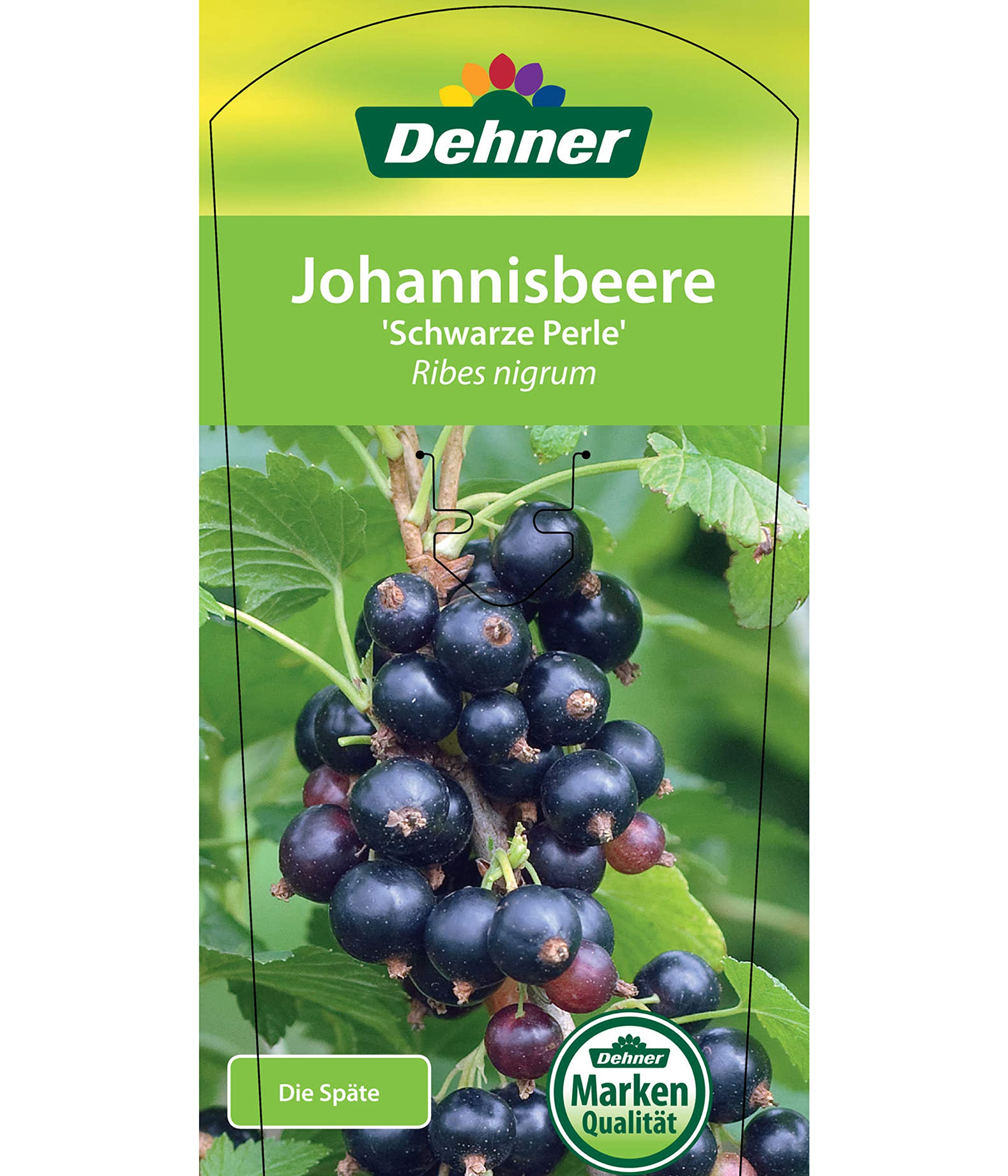 Dehner Schwarze Perle Johannisbeere 70-80 schwarz