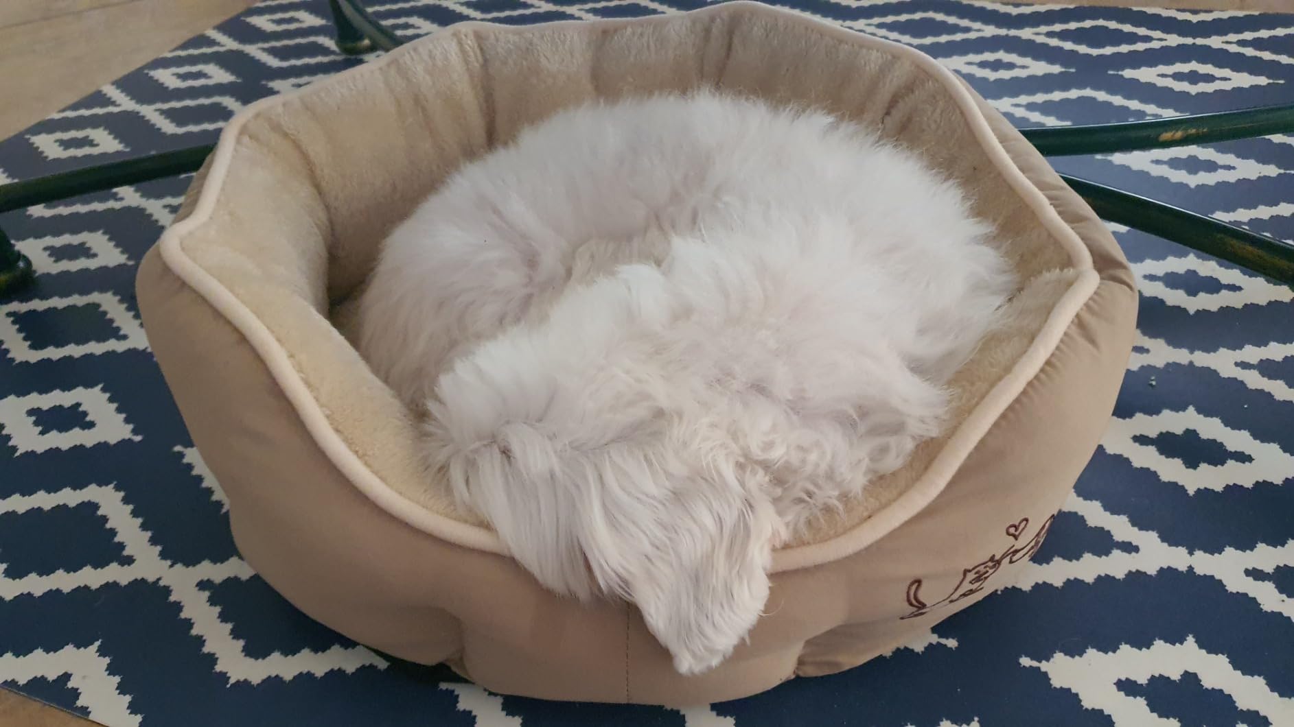 Dehner Lieblinge Sammy Hundebett oval grau 57x52 cm
