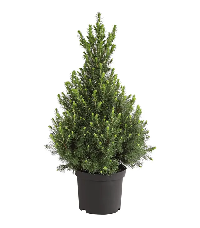 Dehner Conica Zuckerhut-Fichte 50-60 cm Topf 19 cm
