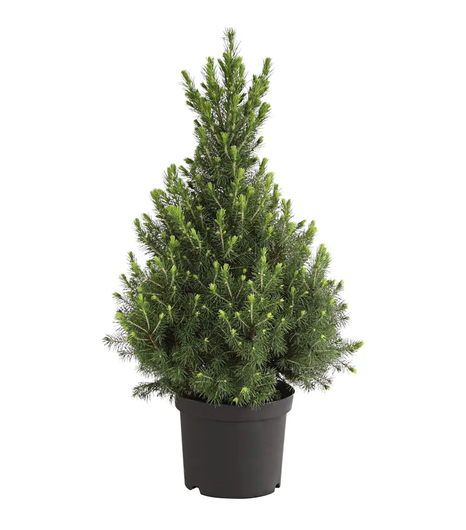 Dehner Conica Zuckerhut-Fichte 50-60 cm Topf 19 cm