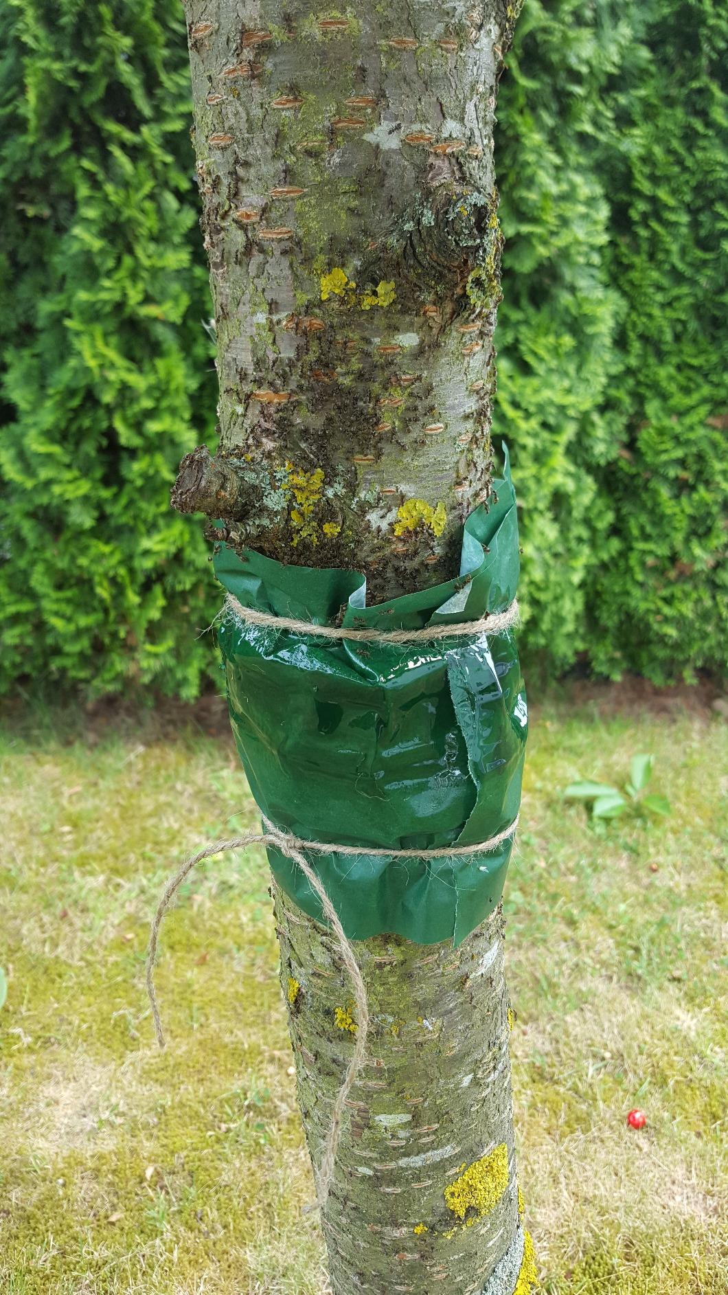 Dehner Bio Leimring Baumschutz 2,5m kompostierbar
