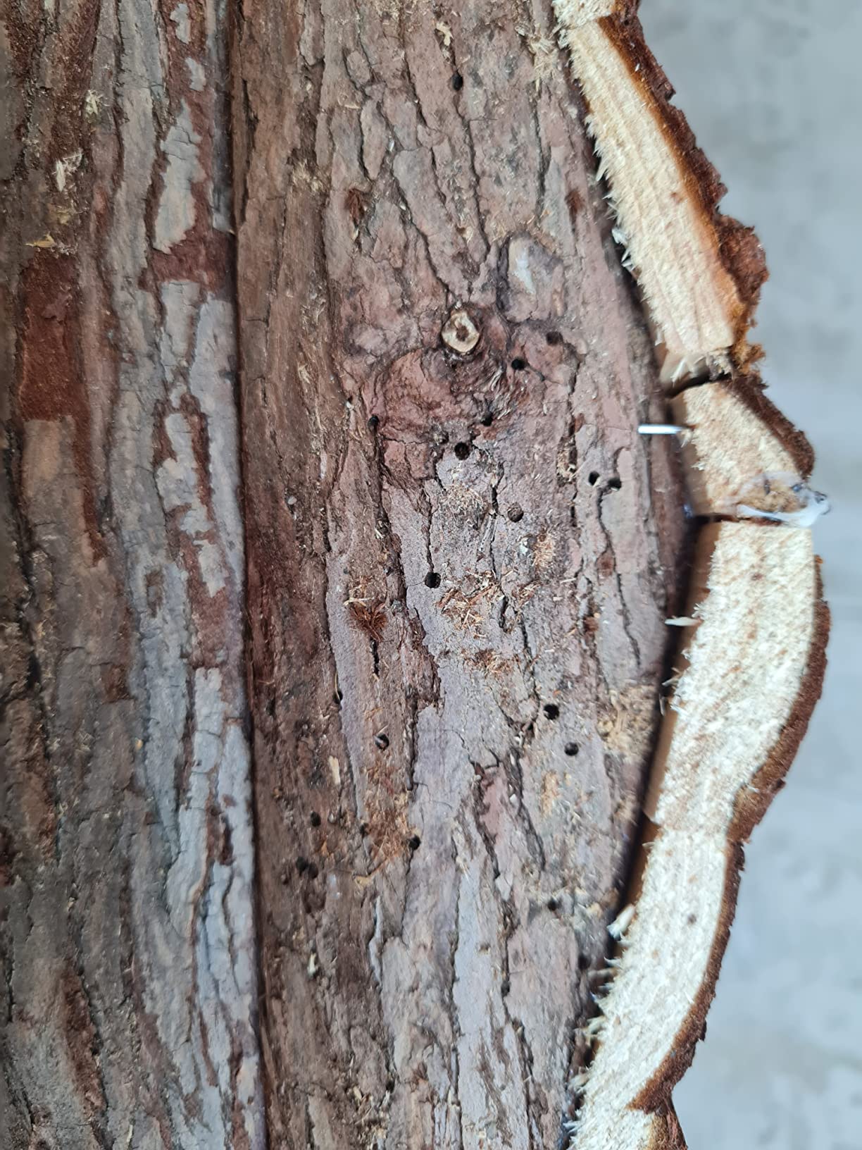 Dehner Premium Lovely Forest Nagerschlafhaus Holz 26x19,5x16cm