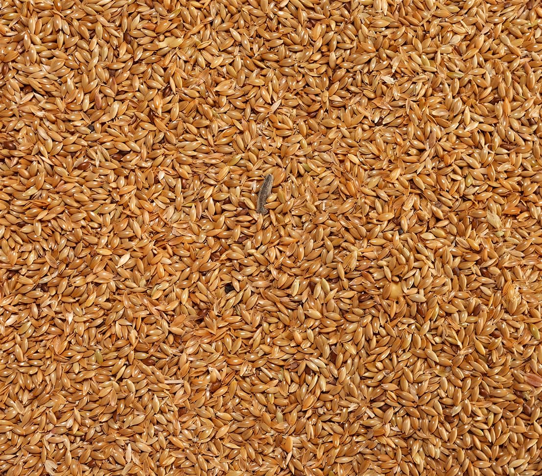 Dehner Lieblinge Kanariensaat Vogelfutter 10x1 kg