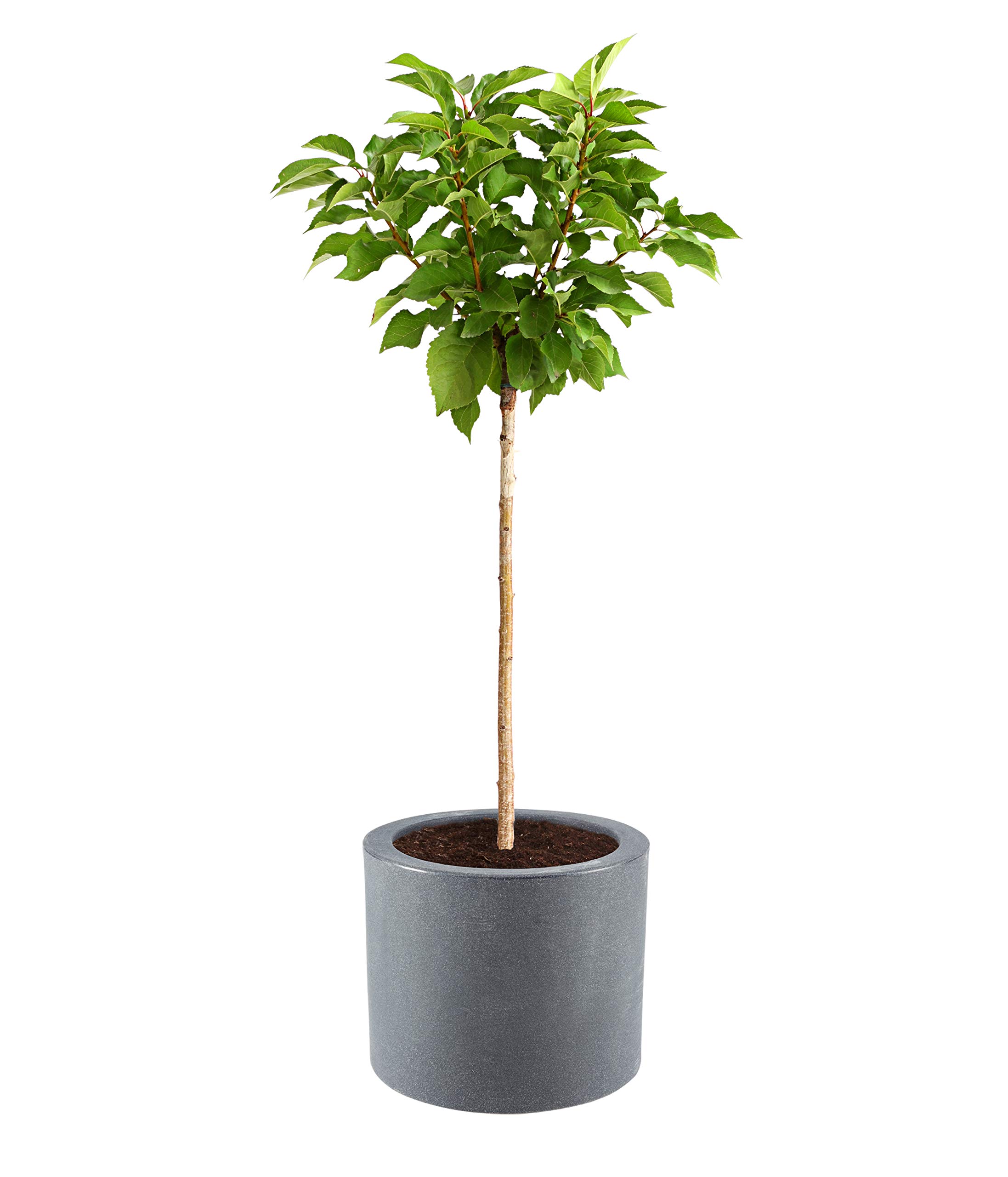 Dehner Palermo Ø 40 cm Blumenkübel anthrazit Rollen