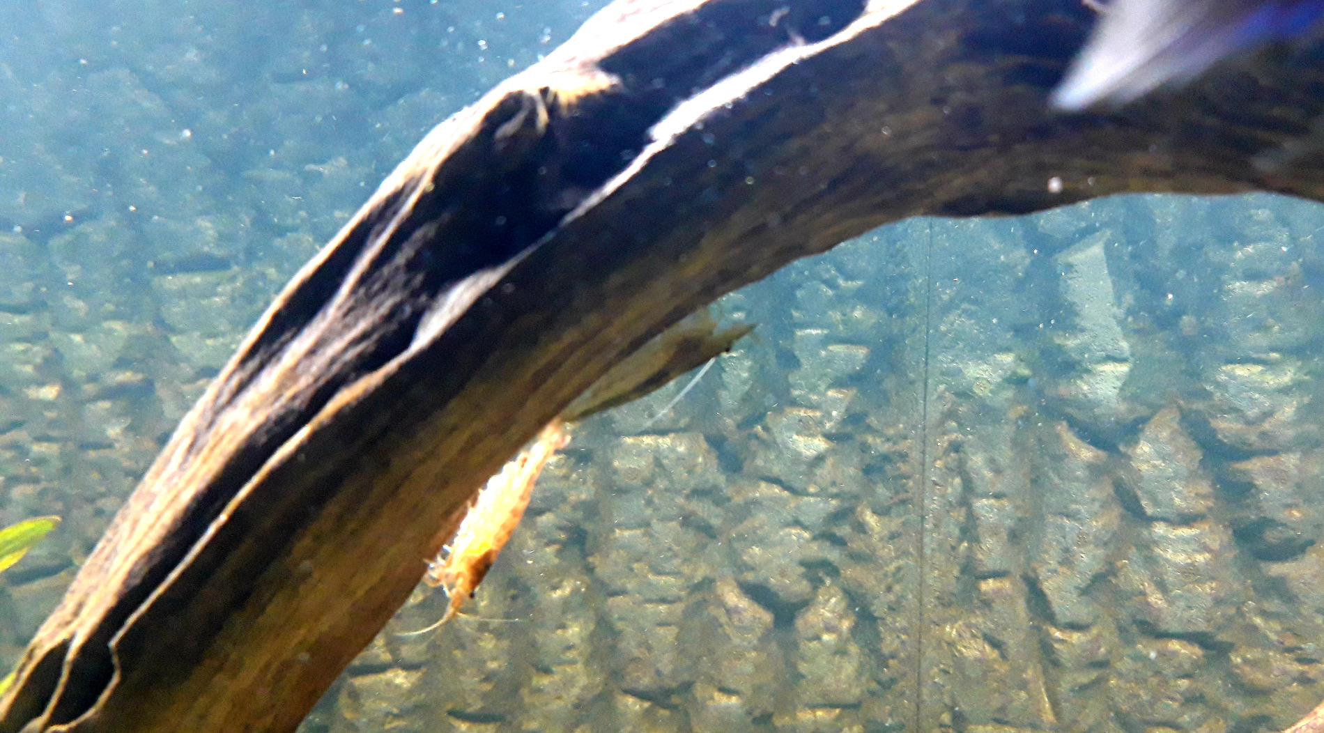 Dehner Aqua Mangrovenwurzel Extra Large Aquariendeko 80-90 cm