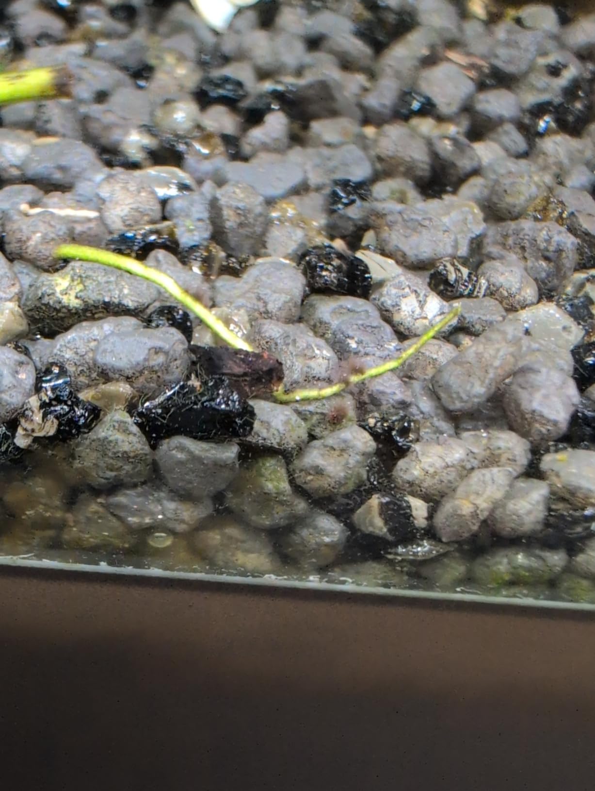 Dehner Premium Lovely Aquarienkies schwarz 2-3 mm 5 kg