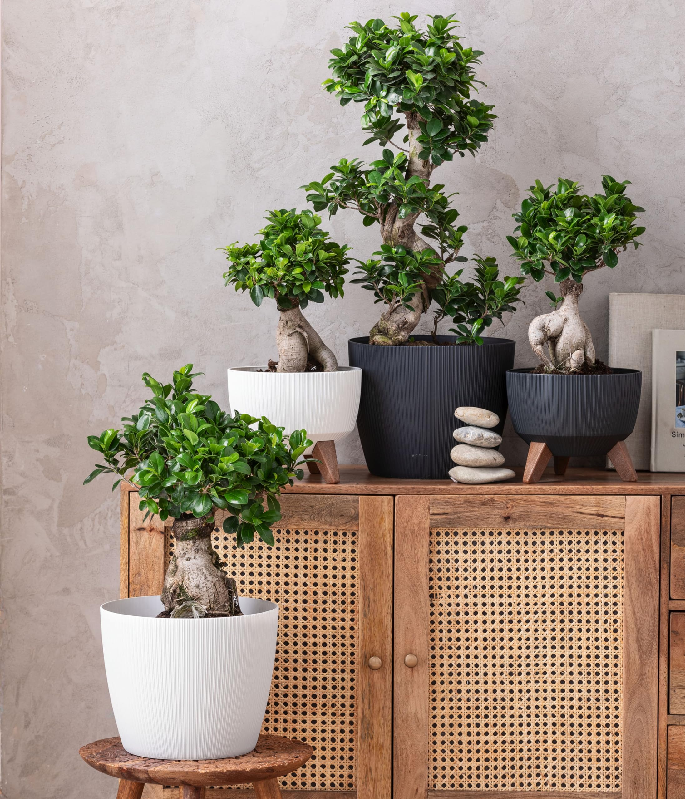 Dehner Magnolia Übertopf weiß 30cm Kunststoff gerillt