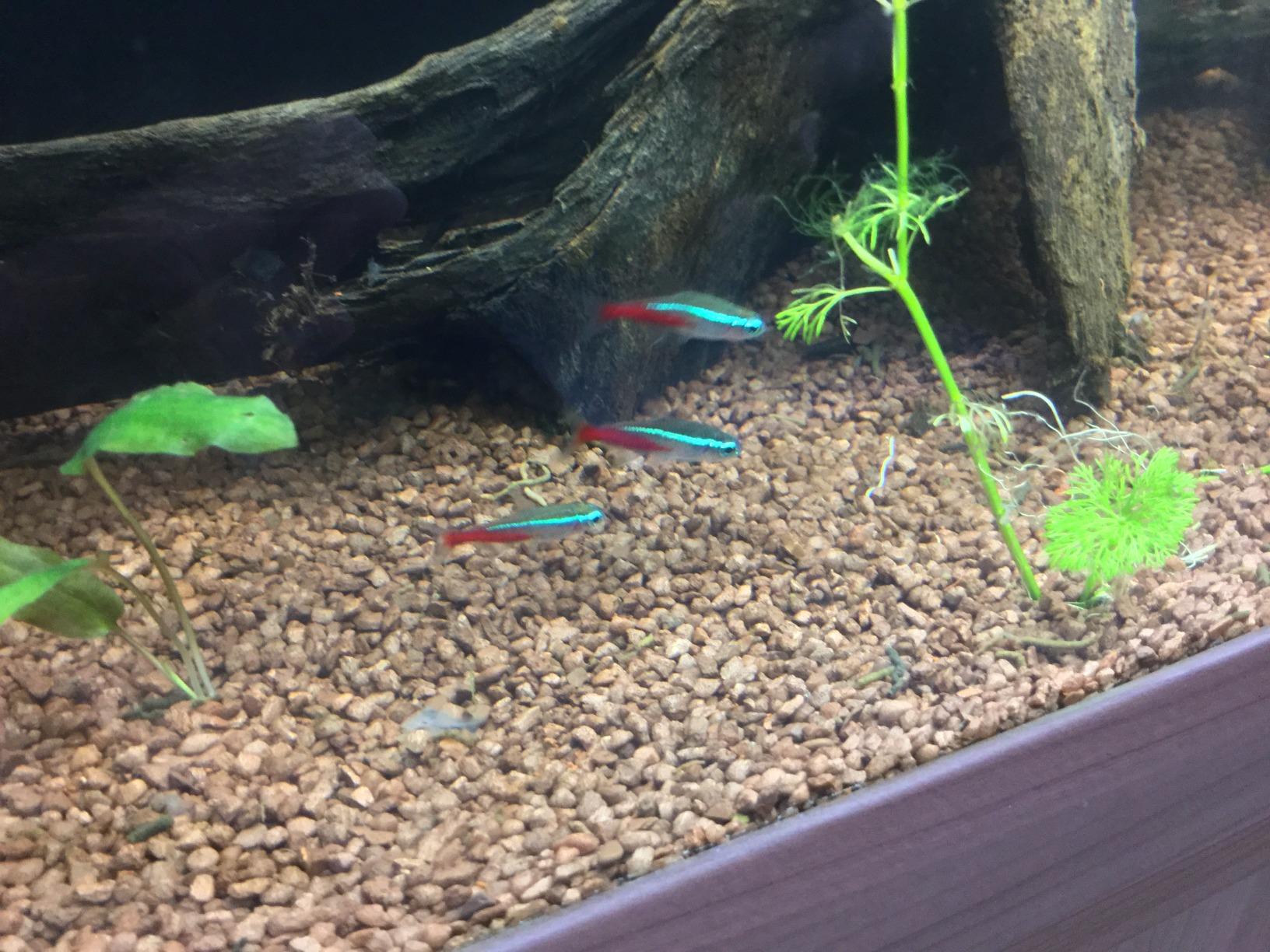 Dehner Aqua Aquarienkies 2-4 mm 5 kg rot abgerundet