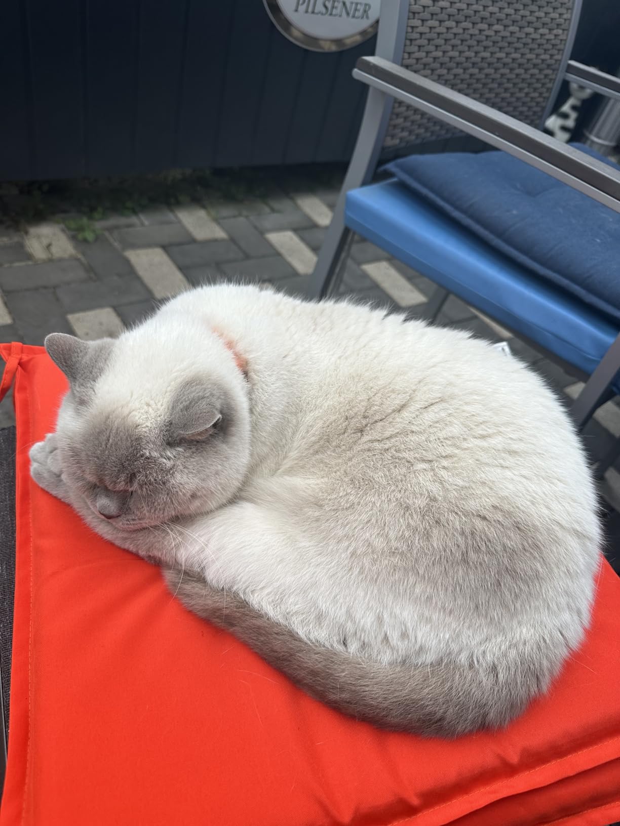 Sheba Delikatesse in Gelee Nassfutter Geflügel 40x85g samtig