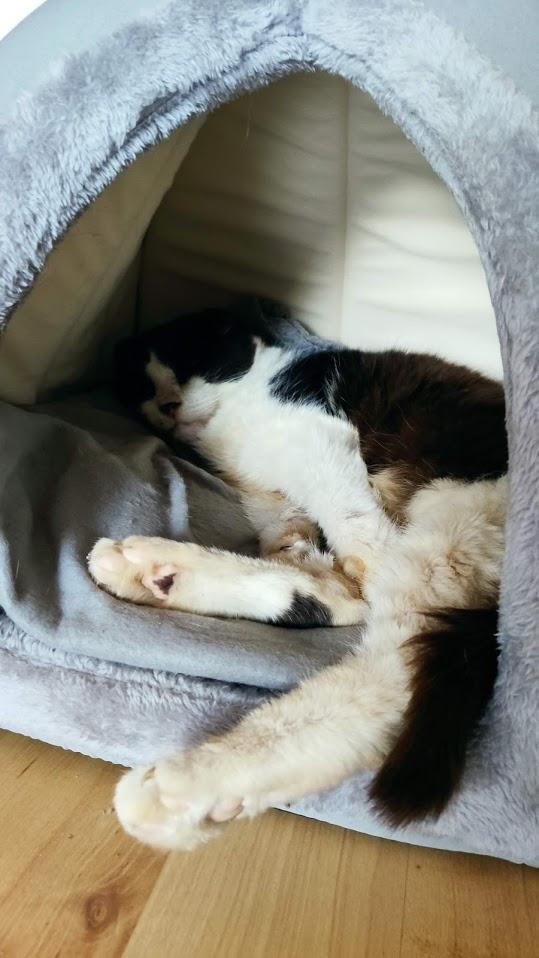 Dehner Lieblinge Findus Katzen Kuschelhöhle Grau 40x40x35