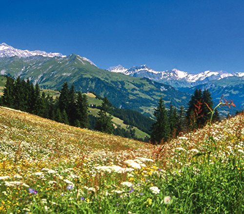 Dehner Bio Bergwiesenheu Nagerfutter 3x1,25 kg