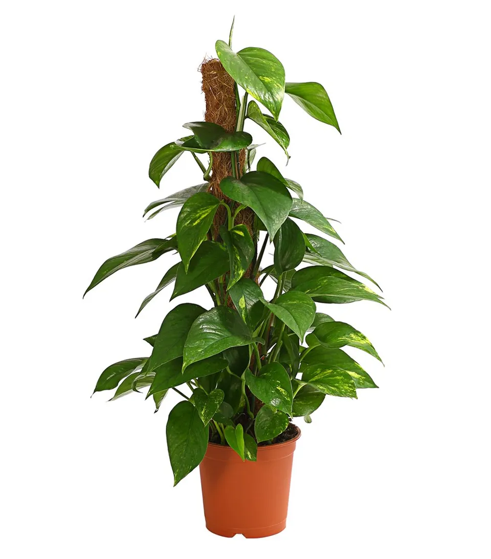 Dehner Efeutute Zimmerpflanze 50-60 cm Topf 17 cm