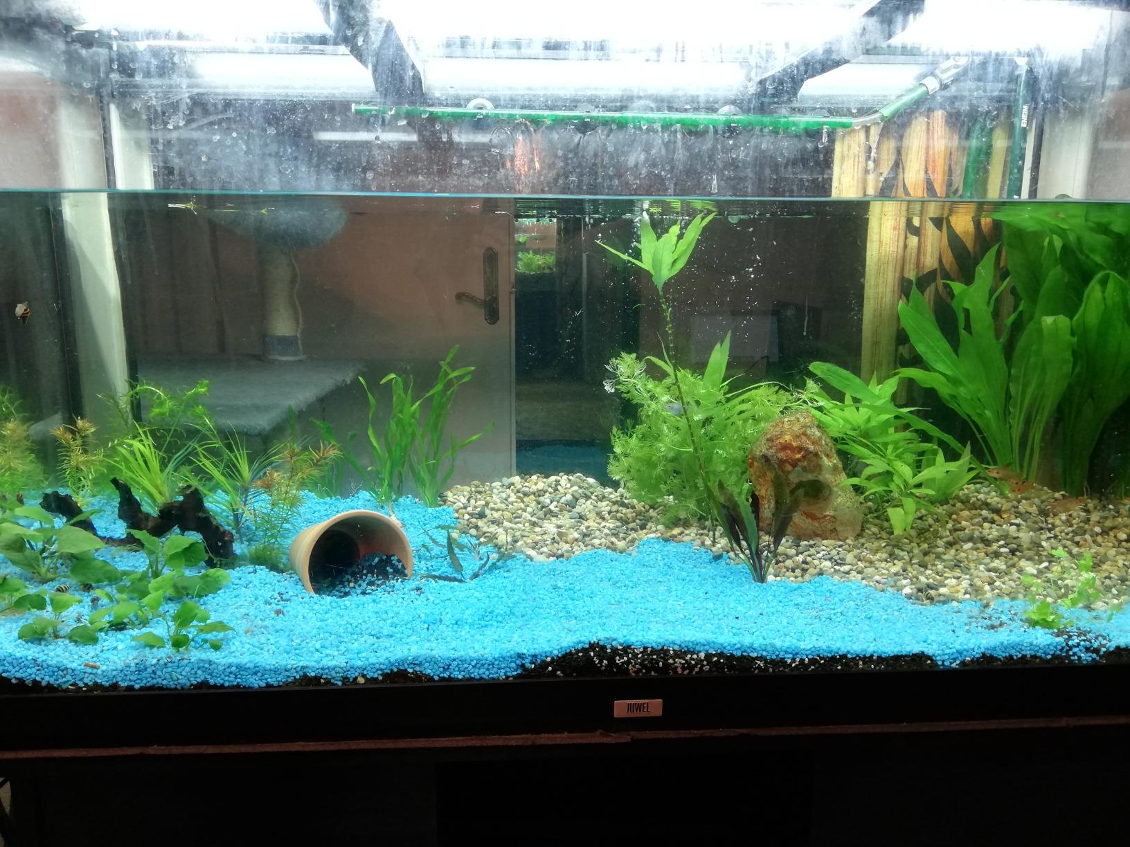 Dehner Aqua Aquarienkies 4-6 mm pastellgrün 5 kg