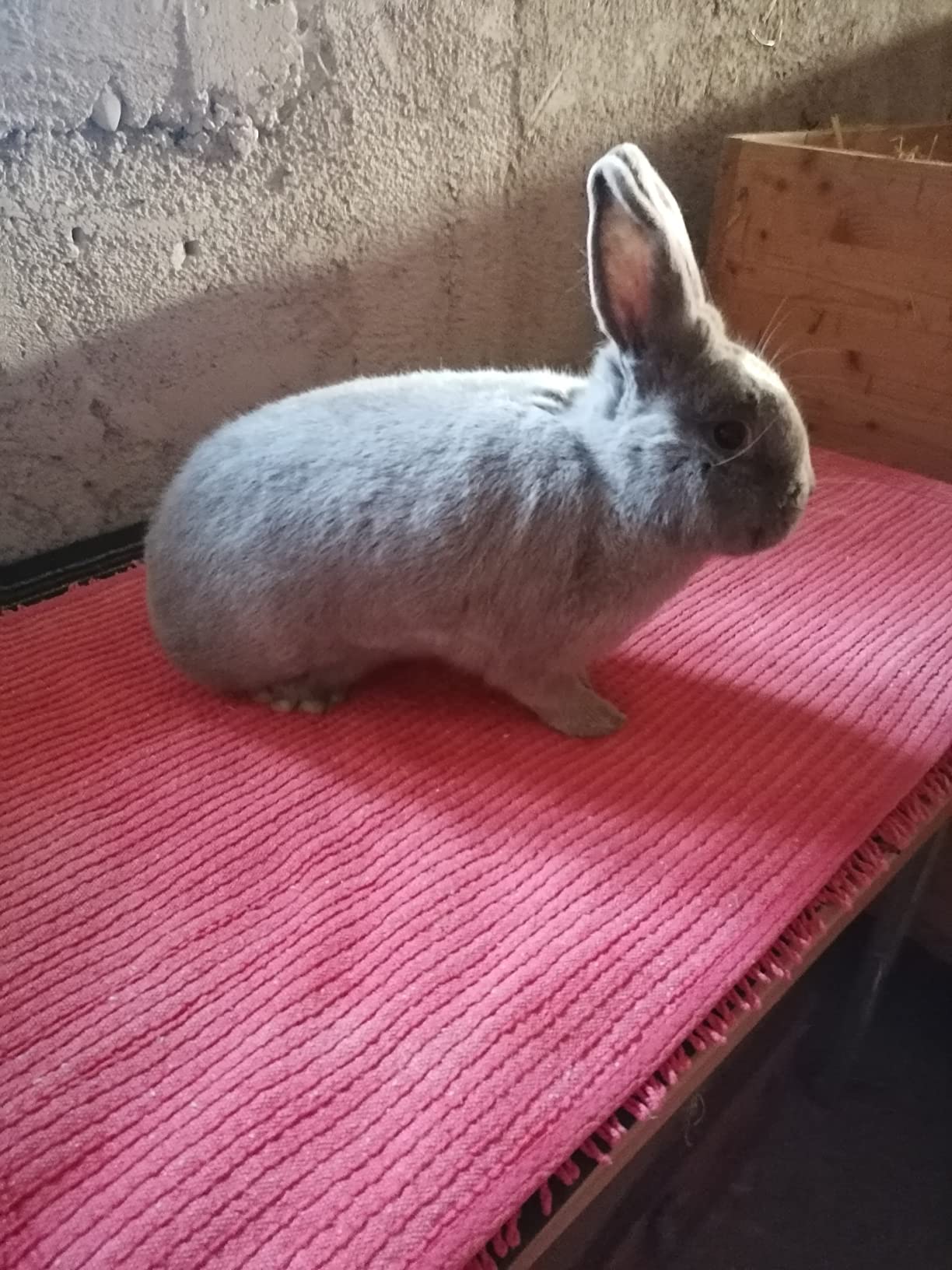 Dehner Zwergkaninchenfutter 20 kg Alleinfutter