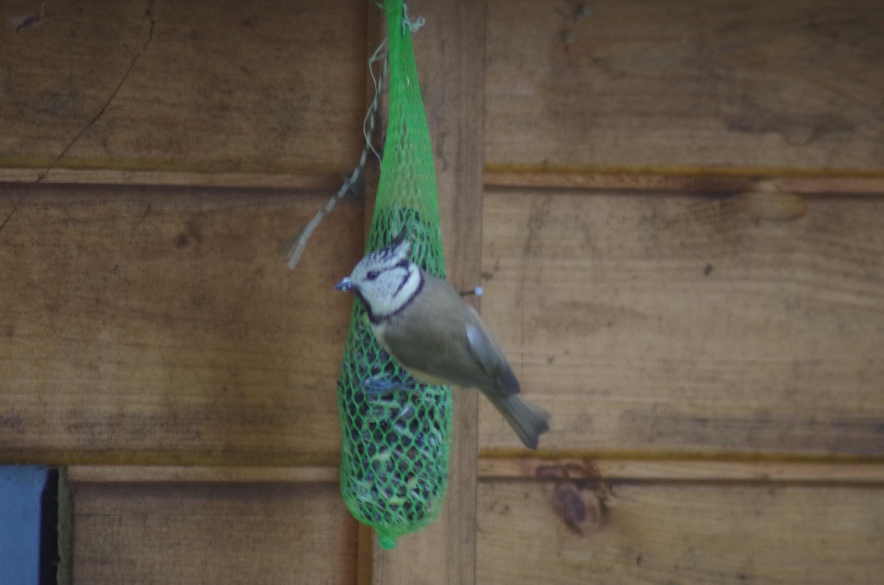 Dehner Natura Premium Wildvogelfutter Spezialitäten-Mix 420g Netz