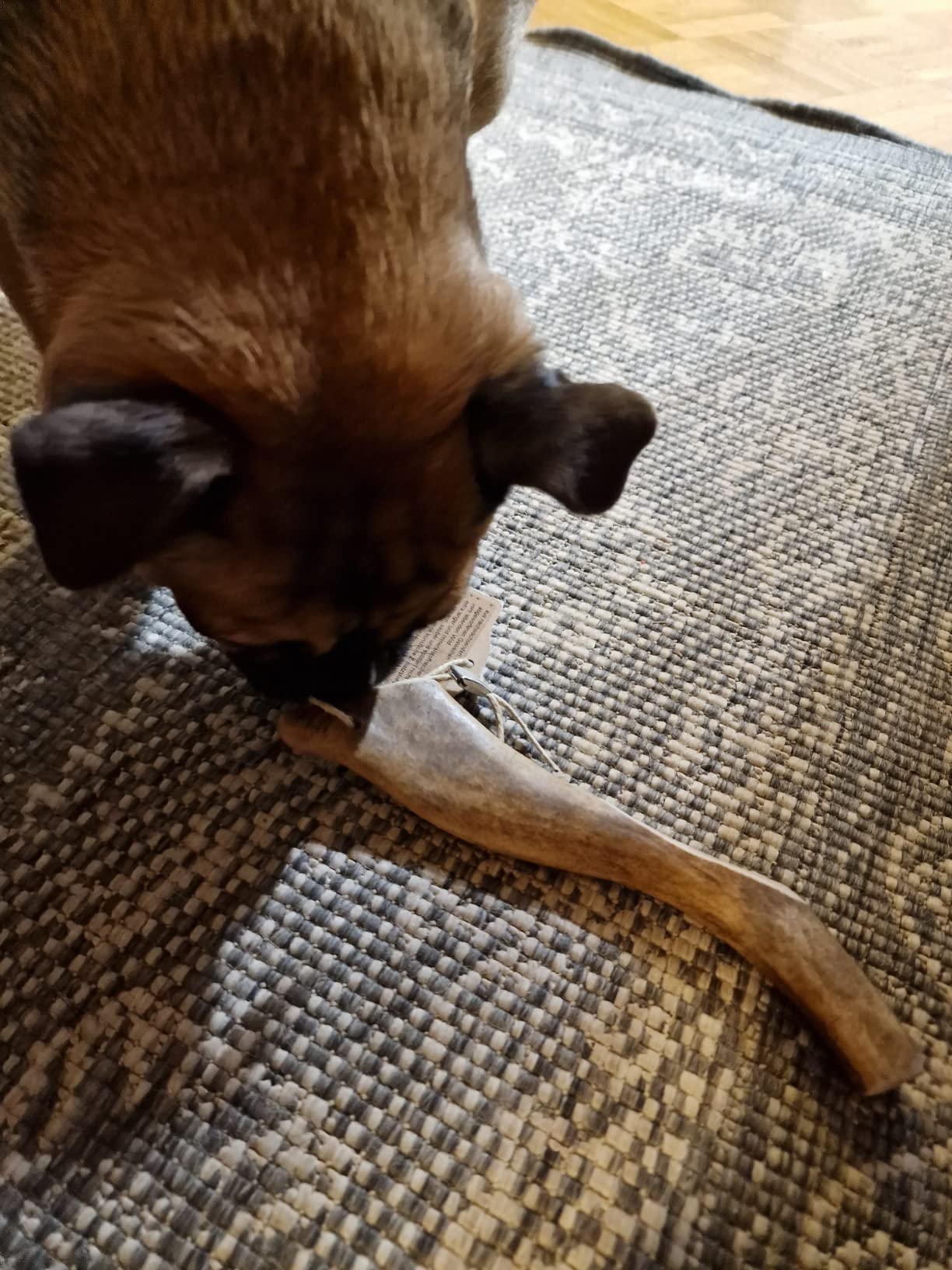Dehner Best Nature Kaustange Damhirsch-Geweih S für Hunde 8-15kg