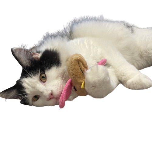 Lucky-Kitty Vogel Natur Pur Katzenspielzeug Katzenminze