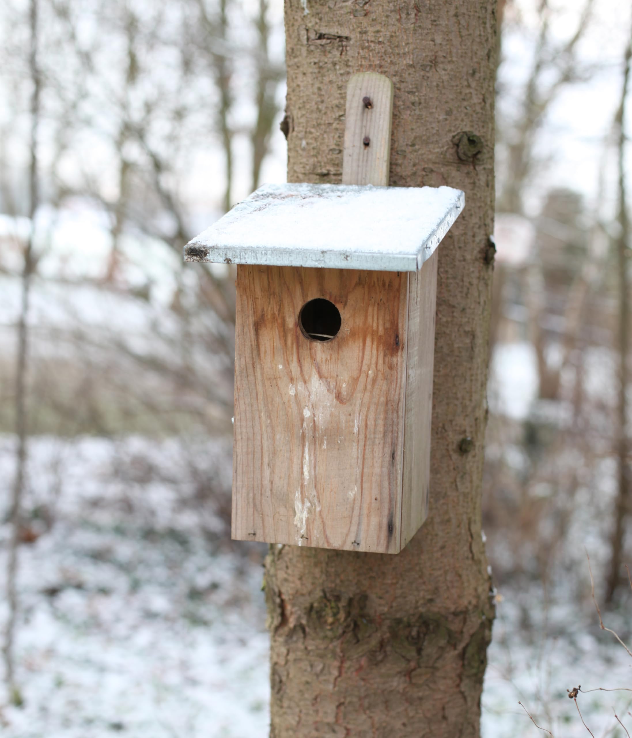 Dehner Beobachtungsnistkasten Holz Plexiglas 33x17x22cm