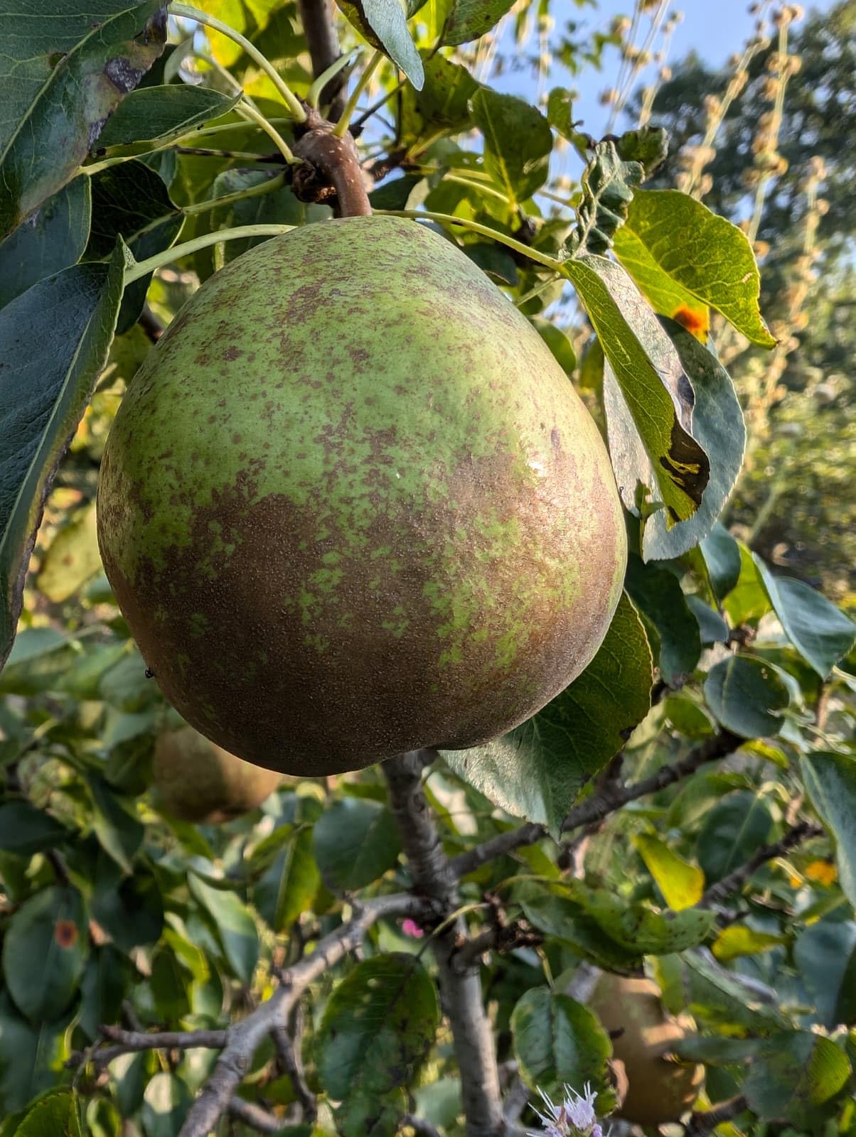 Dehner Premium Lovely Bio Obstbaumdünger 1,5kg organisch