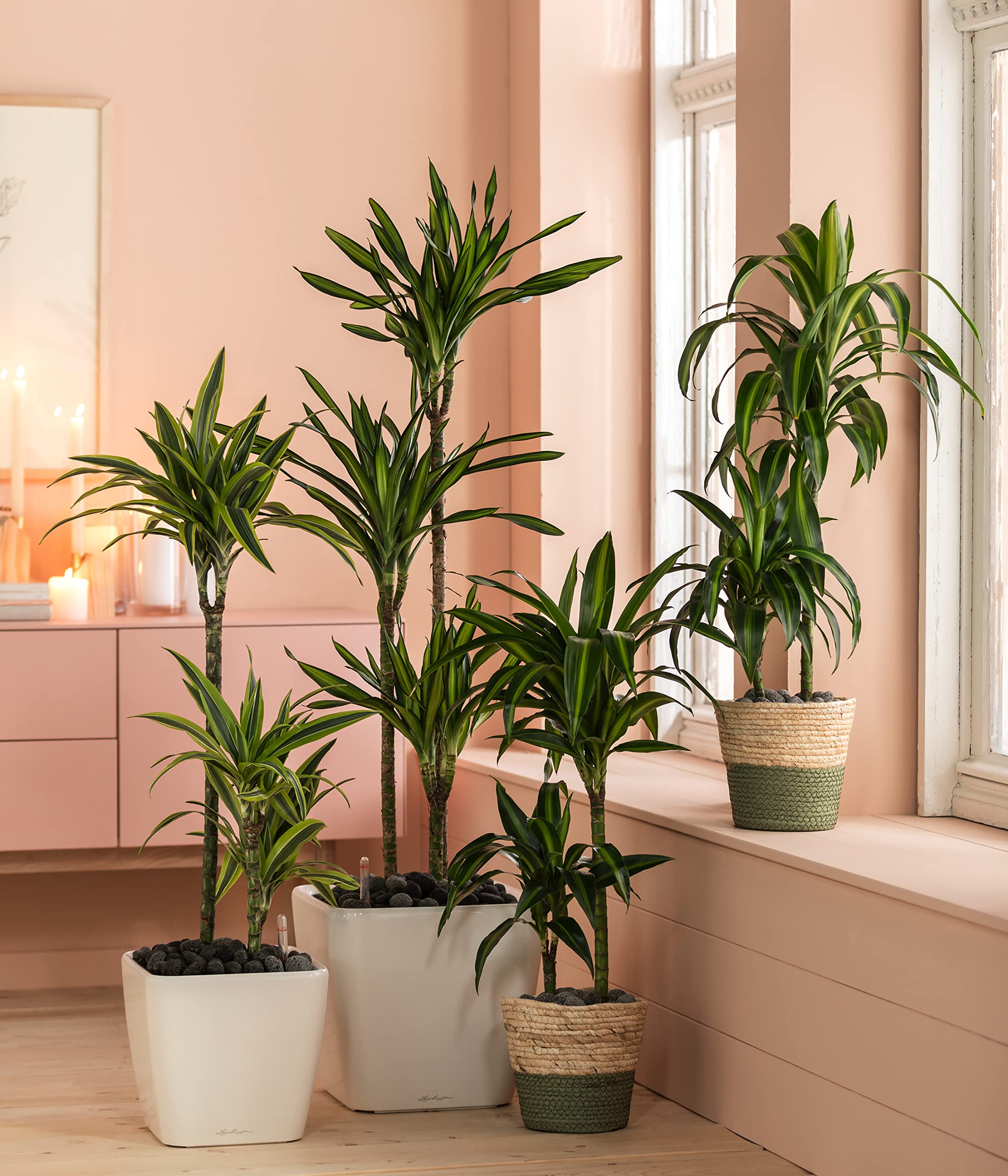 Dehner Lovely Rikki Drachenbaum Zimmerpflanze 110-120 cm 21 cm
