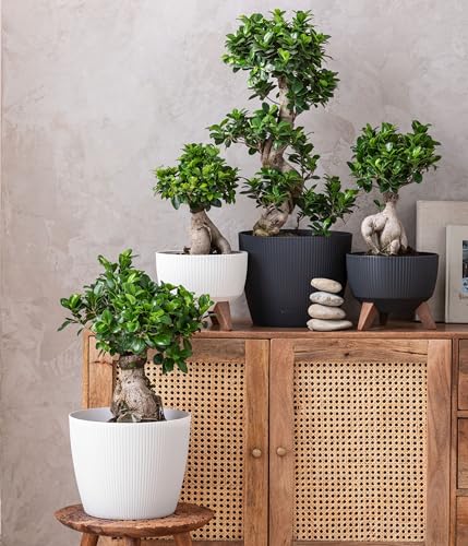 Dehner Magnolia Übertopf weiß 30cm Kunststoff gerillt