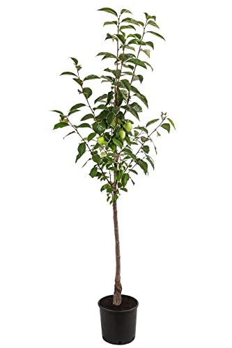 Dehner Ragno Kaki-Pflaume Obstbaum 9,5l süß-mild