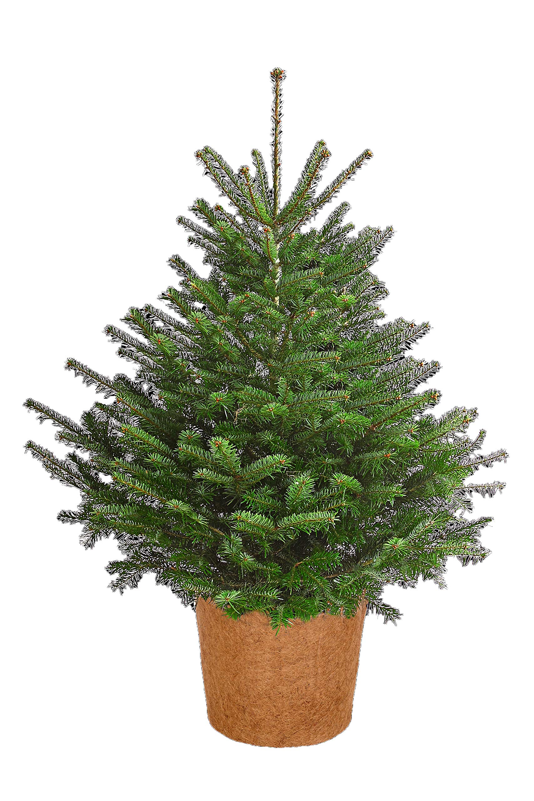 Dehner Winterschutz Topf Kokos Übertopf Ø 35 cm braun frostfest