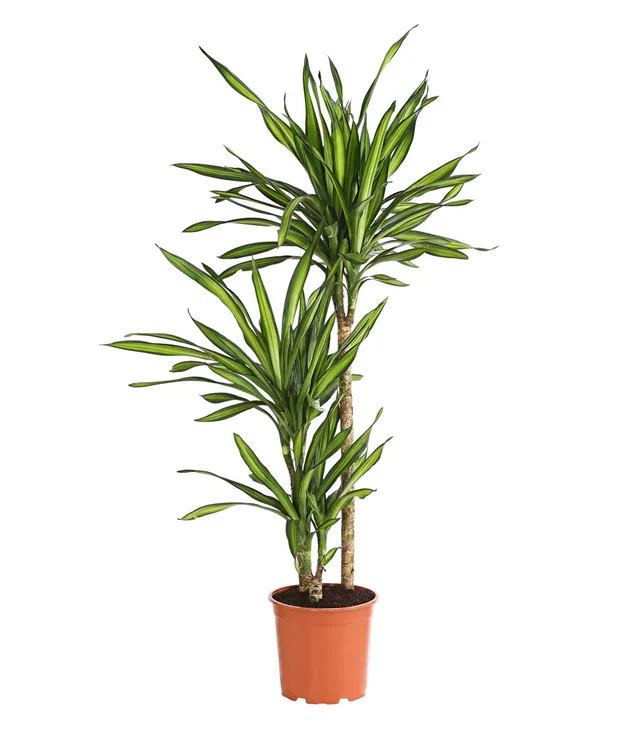 Dehner Lovely Rikki Drachenbaum Zimmerpflanze 110-120 cm 21 cm
