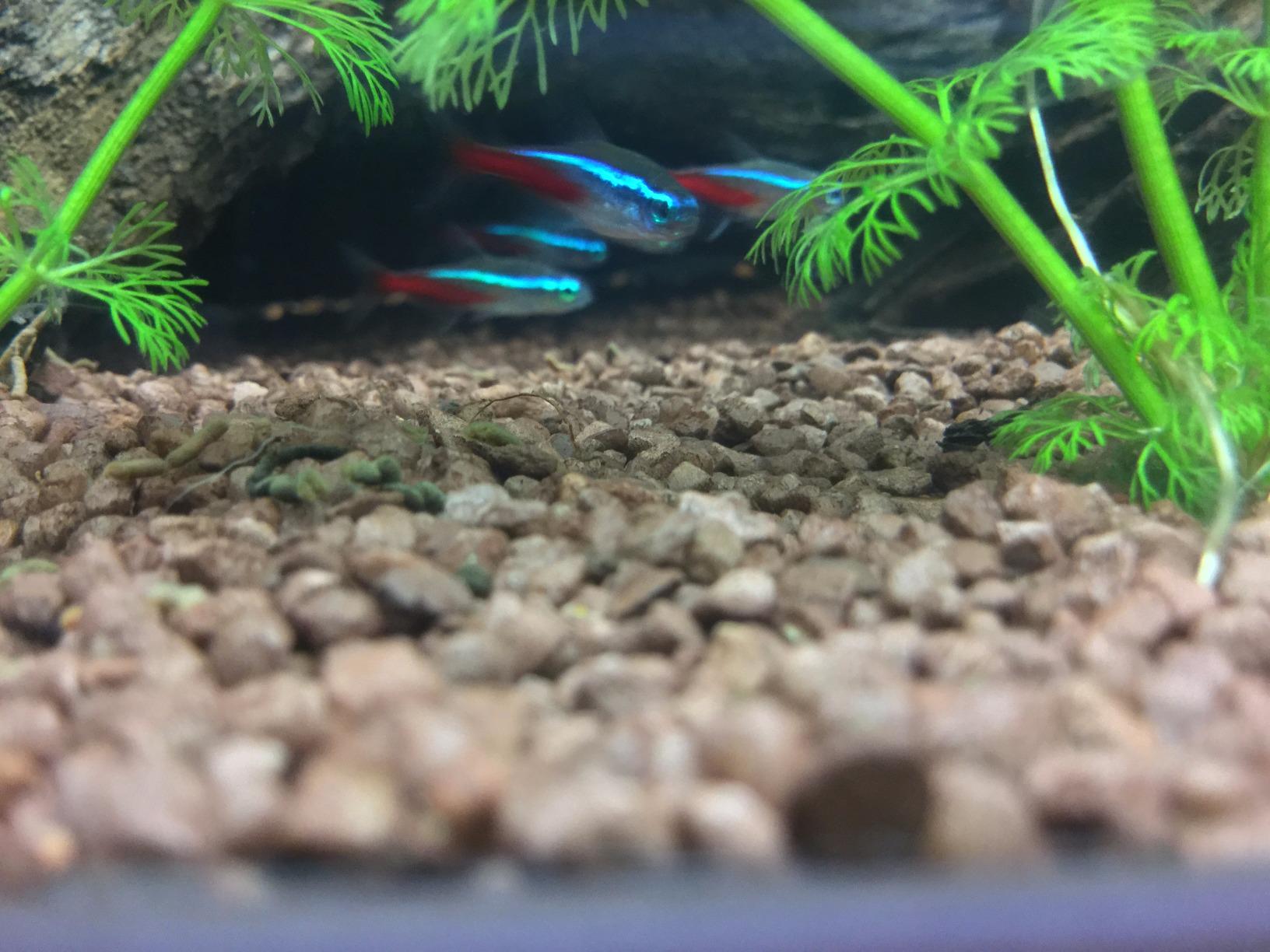 Dehner Aqua Aquarienkies 2-4 mm 5 kg rot abgerundet
