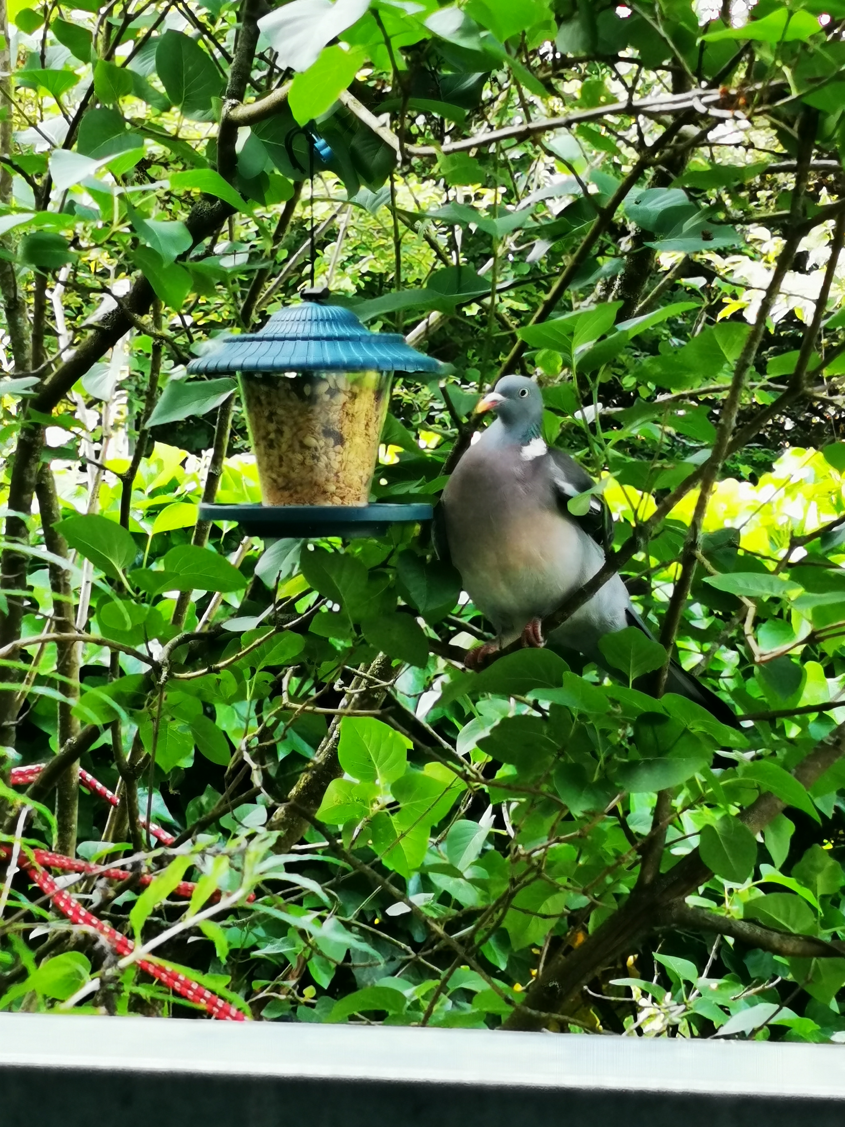 Dehner Natura Premium Wildvogelfutter Fettfutter 2,5 kg ölreich