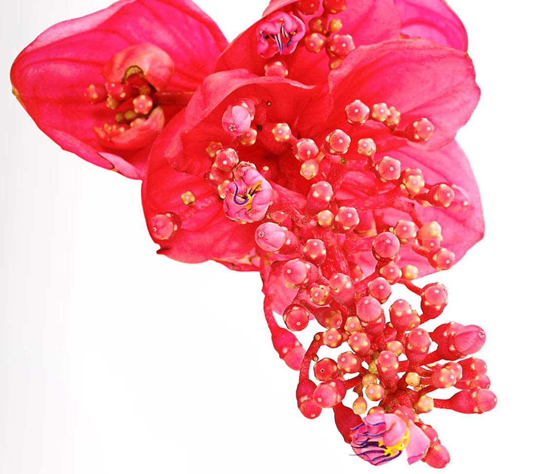 Dehner Premium Lovely Medinille Flamenco rosa-rot Topf 17 cm