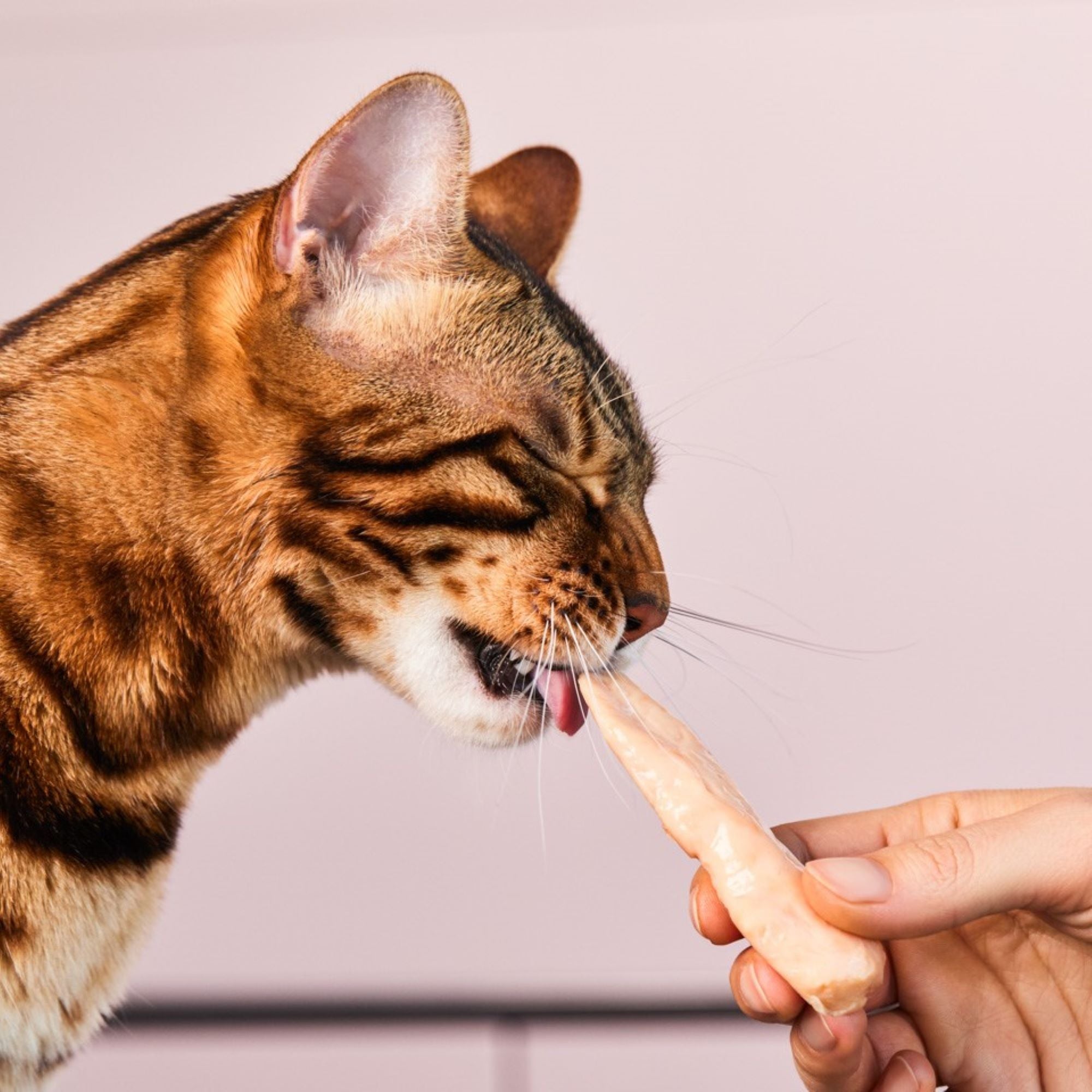 Lucky-Kitty Filet-Sticks Huhn Katzensnack 4 Stück