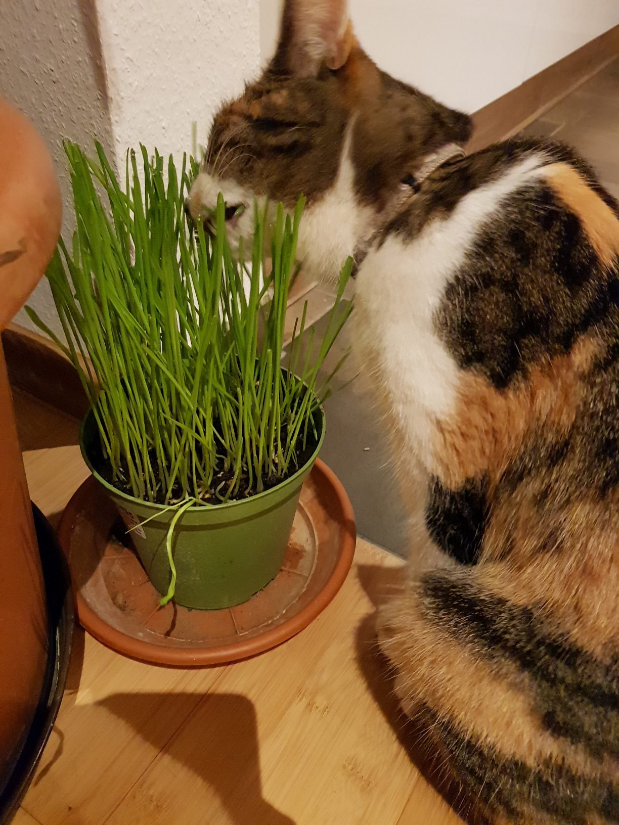 Dehner Lieblinge Katzengras Saatgut 6x100g 600g