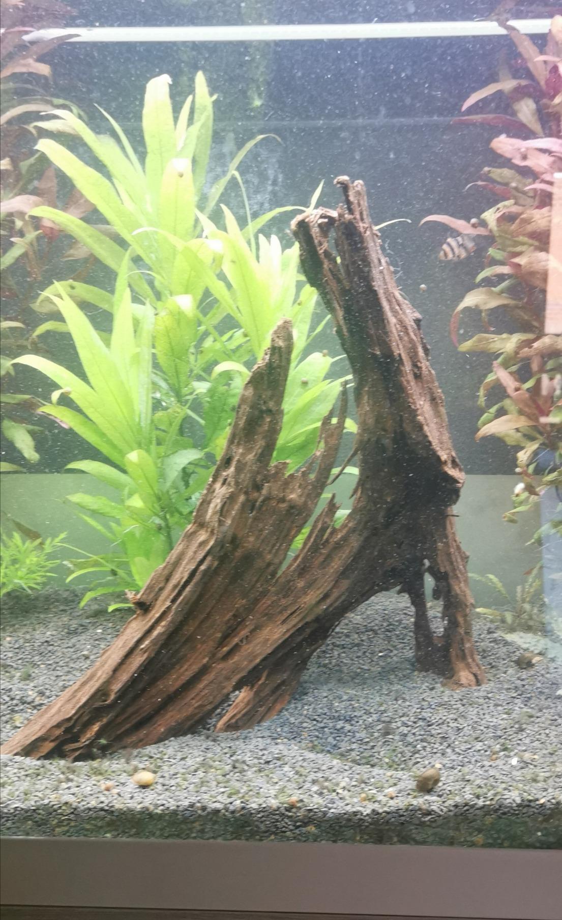Dehner Aqua Mangrovenwurzel medium Aquariendeko 30-40 cm