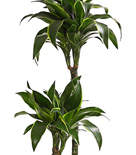 Dehner Lovely Dorado Drachenbaum Zimmerpflanze 120-150 cm 24 cm