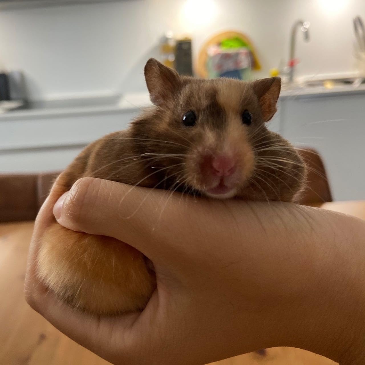 Mr. Crumble Großer Körnerschatz Hamsterfutter 1 kg natürlich