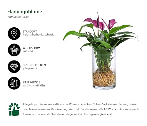 Dehner Waterplant Flamingoblume Glas lila 25 cm Hydro