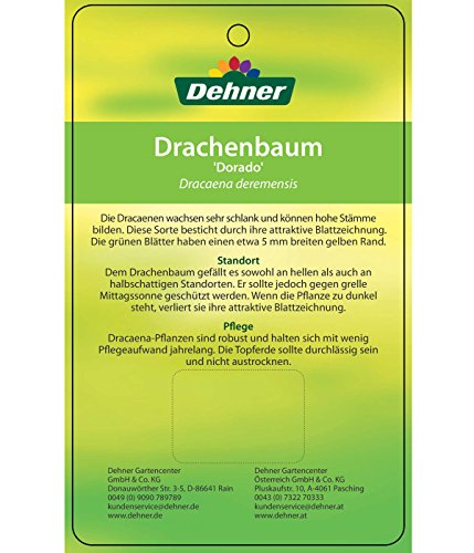 Dehner Lovely Dorado Drachenbaum Zimmerpflanze 120-150 cm 24 cm