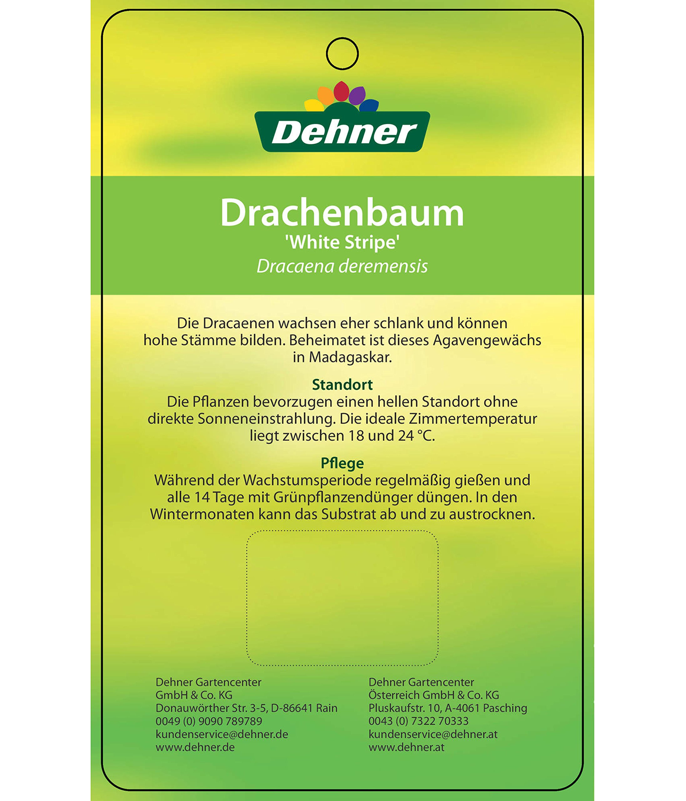 Dehner Premium Lovely White Stripe Drachenbaum Zimmerpflanze 27 cm