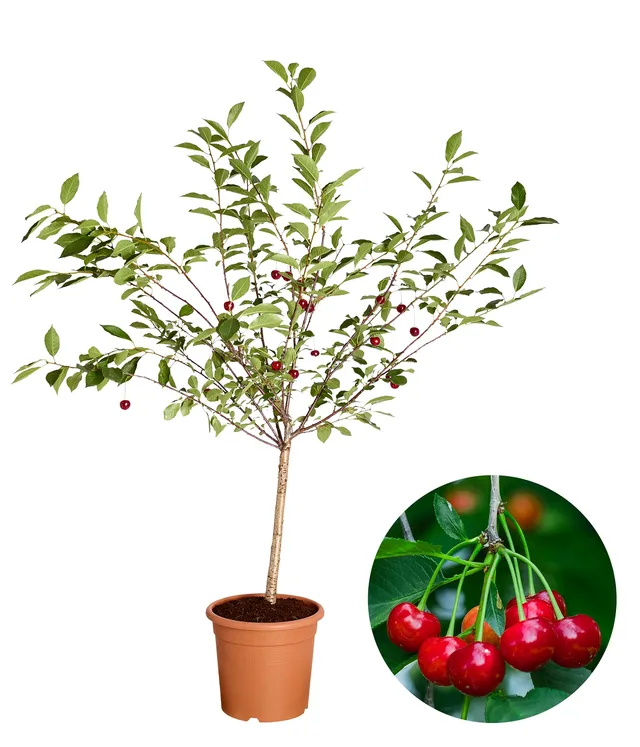 Dehner Griotella Zwergkirsche sauer 80-90 cm 6 l