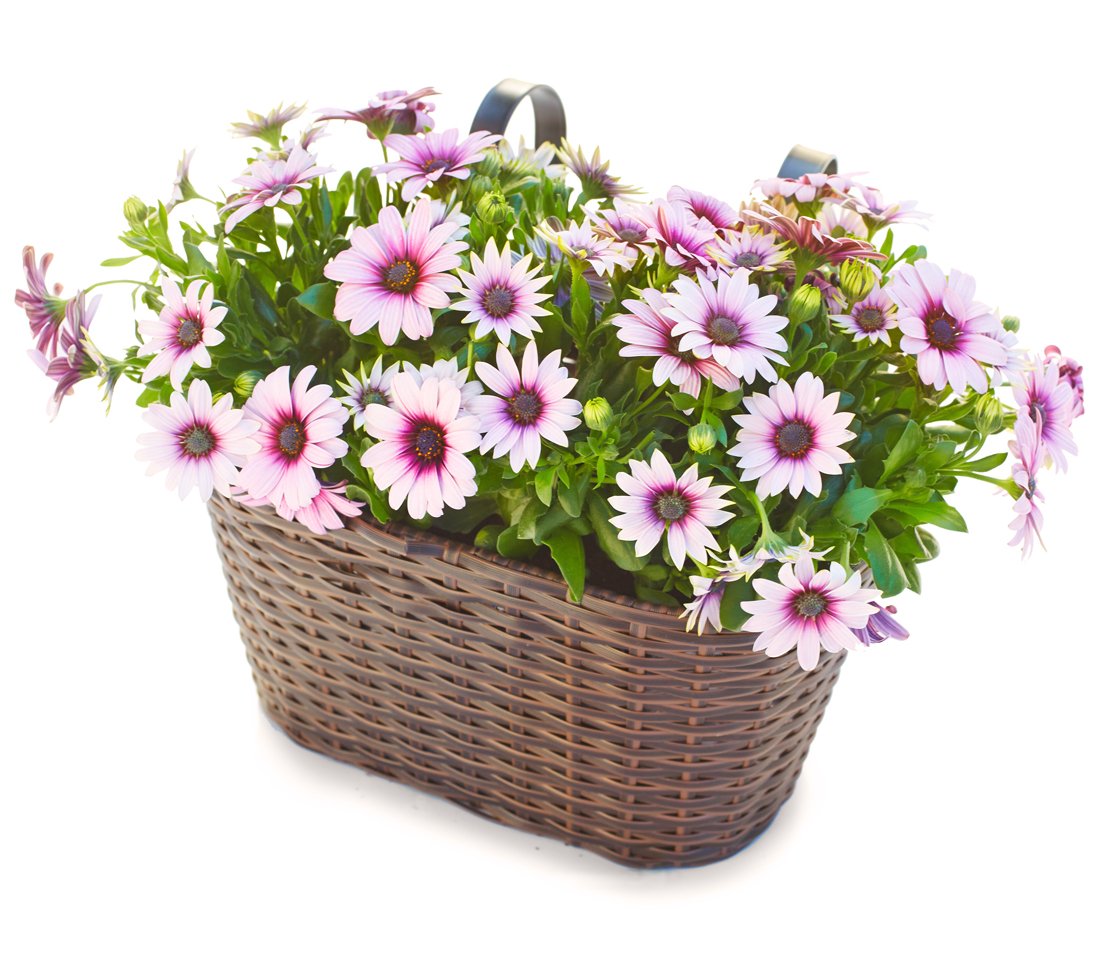 Dehner Premium Lovely Blumenkasten mit Halterung braun 30 cm