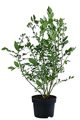 Dehner Bluecrop Heidelbeere Strauch 3 l Topf frosthart aromatisch