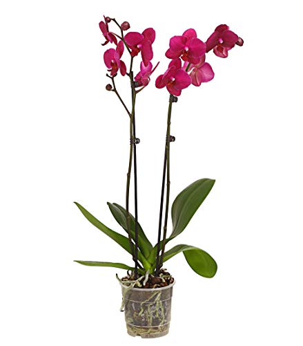 Dehner Premium Lovely Schmetterlingsorchidee Rosa 30-40 cm Topf 12 cm