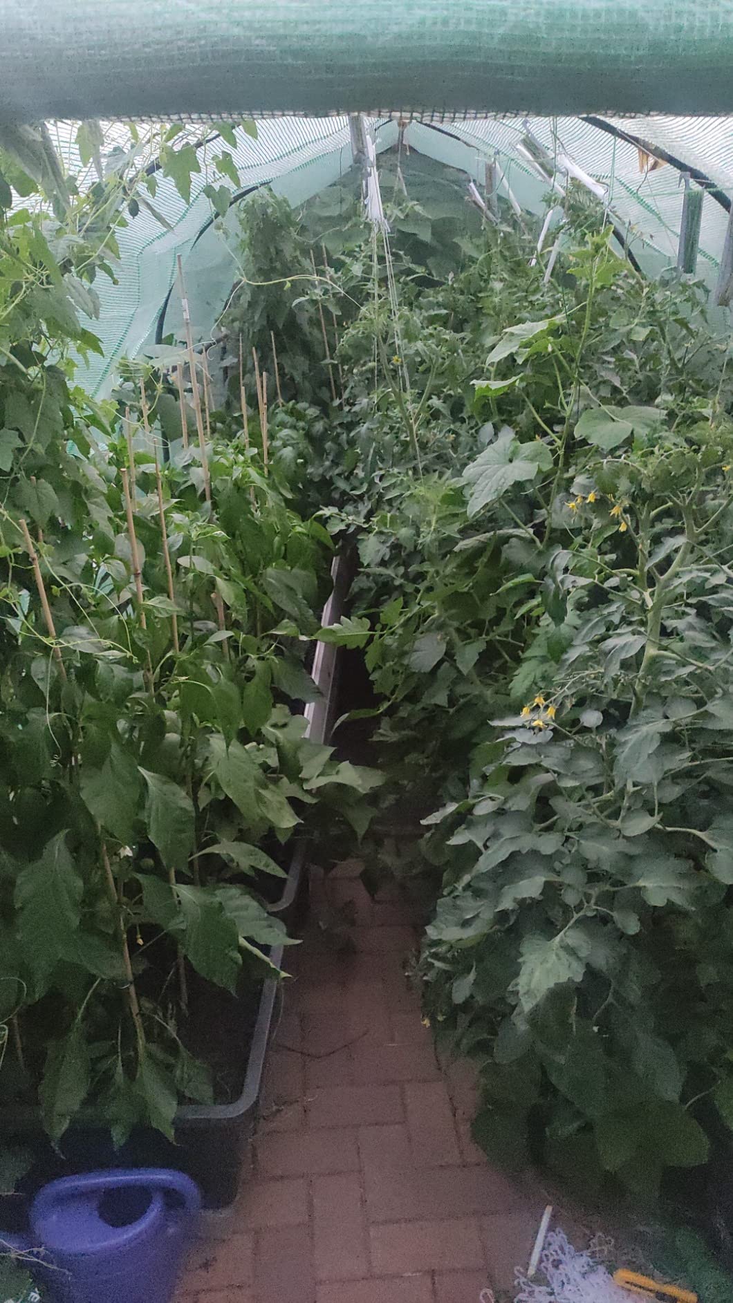 Dehner Bio Hornspäne Naturdünger 5 kg Langzeit