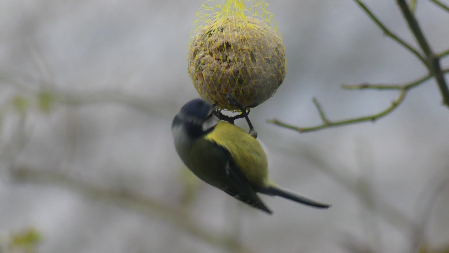 Dehner Natura Meisenknödel mit Netz 100 Stück 10 kg