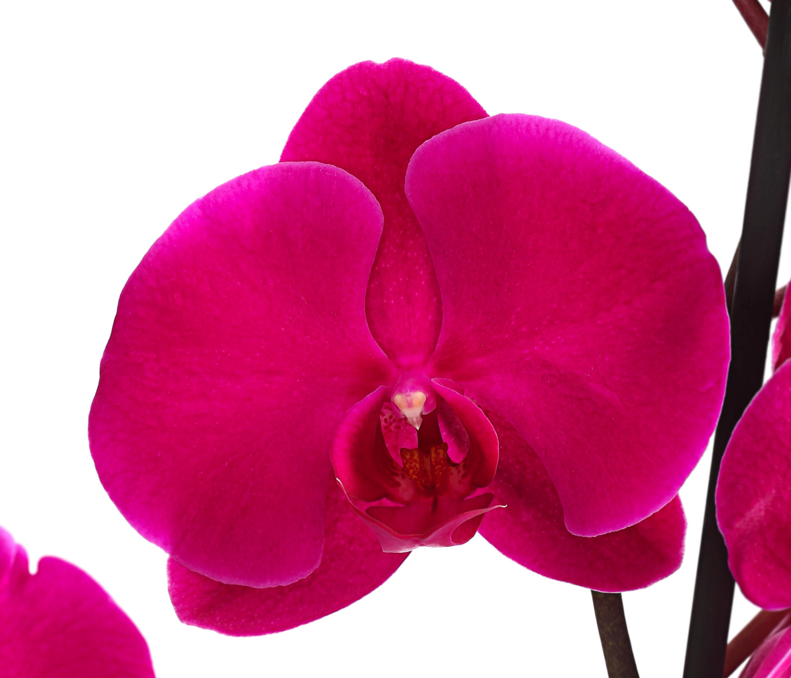 Dehner Premium Lovely Schmetterlingsorchidee Rosa 30-40 cm Topf 12 cm
