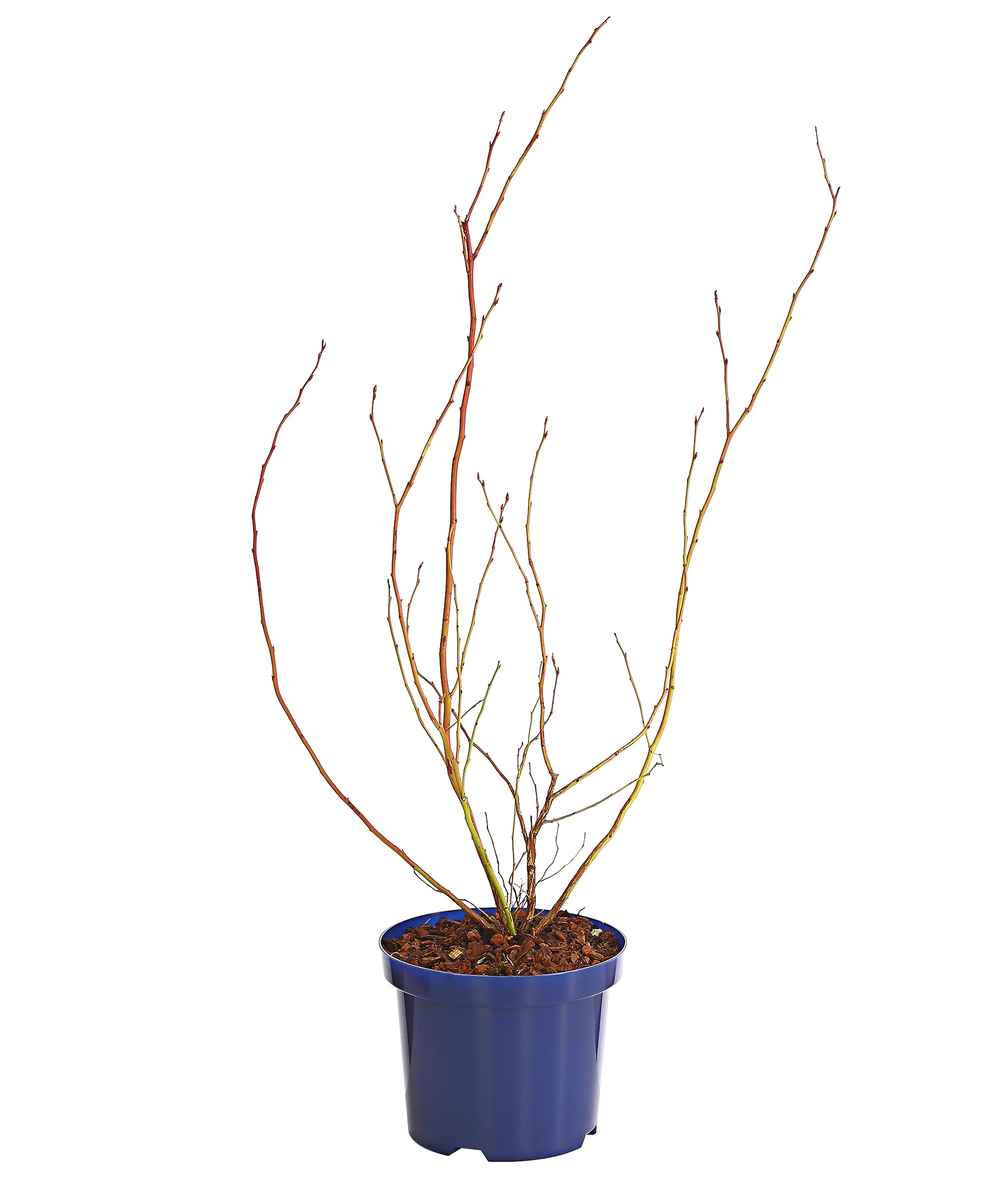 Dehner Gourmet Garten Spartan Heidelbeere 55-65 cm 3 l aromatisch