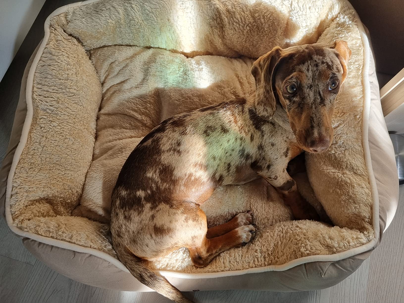 Dehner Lieblinge Sammy Hundebett beige 61x48x18 waschbar