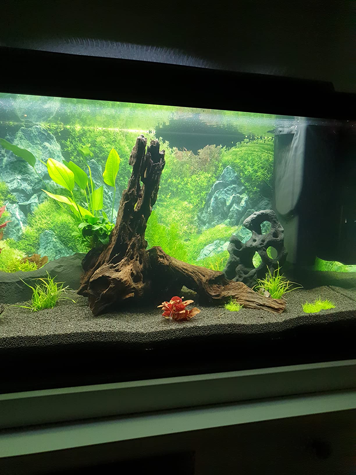 Dehner Aqua Mangrovenwurzel medium Aquariendeko 30-40 cm