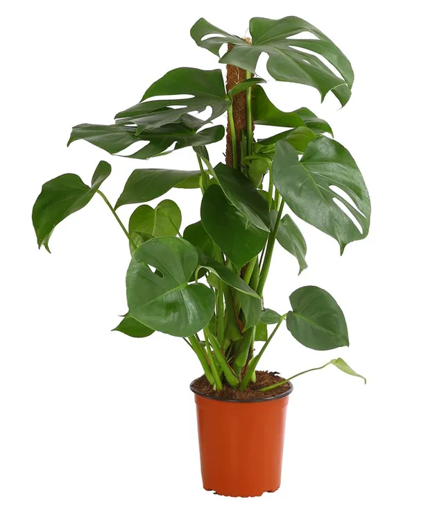 Dehner Premium Lovely Fensterblatt-Monstera Zimmerpflanze 19 cm mit Moosstab